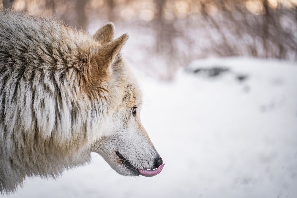 Ambassador wolf Blackstone licking his nose.