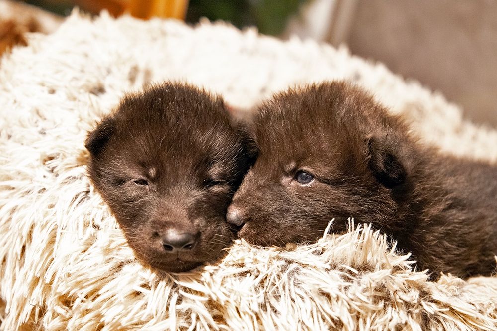 Newest ambassador wolf pups arrive at the International Wolf Center. 