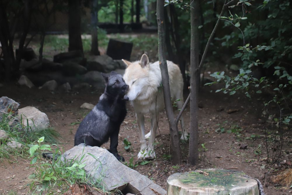 Ambassador wolf pup Cedar with Blackstone