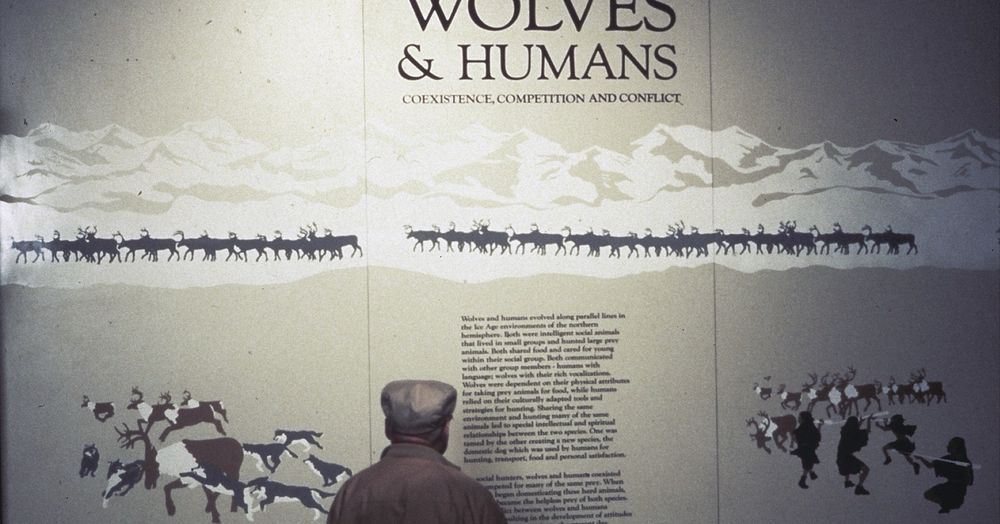 Exhibit wall about wolves and humans