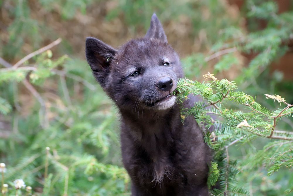 Rowan chewing on pine branches 