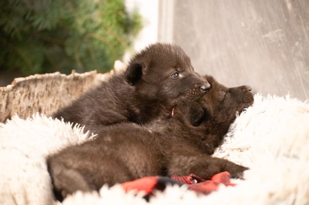 Newest ambassador wolf pups arrive at the International Wolf Center. 