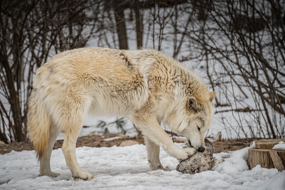 Ambassador Wolf Blackstone is eating chicken.