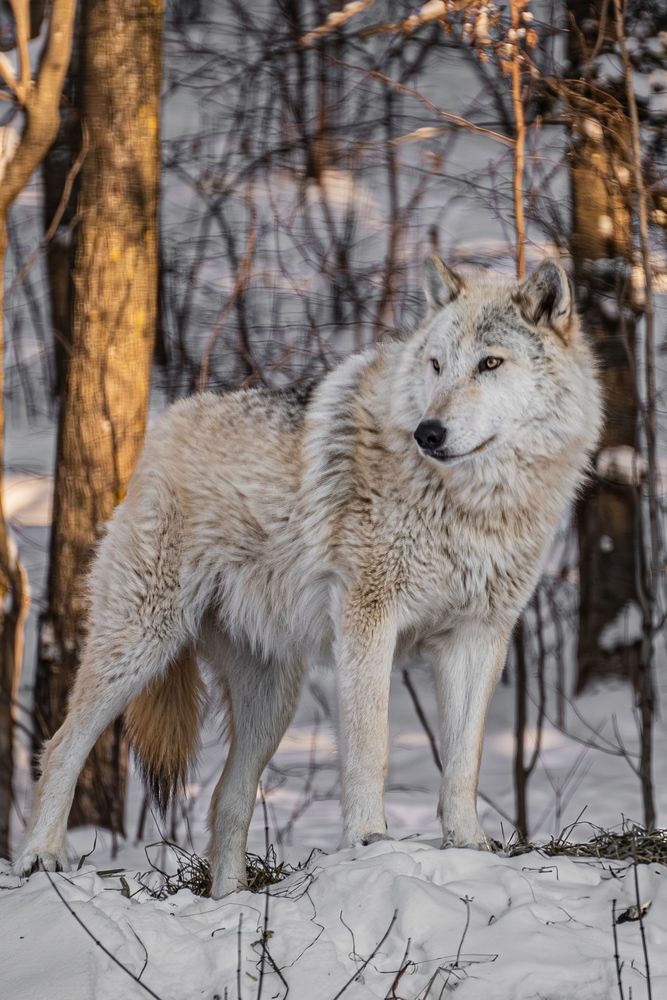Portrait of ambassador wolf Caz.