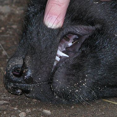 Fact or Scat:
Wolves are born with permanent teeth.
Check the Fact or Scat Trivia page on our website to see if you are correct. The link can be found on our Linktree in our bio.