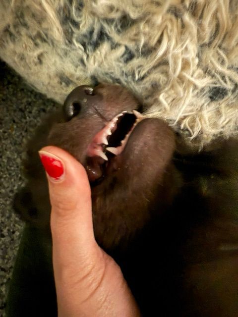 Milk teeth of wolf pup