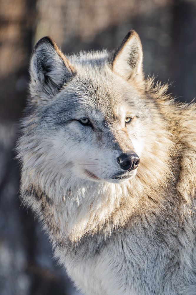 Portrait of female ambassador wolf, Rieka