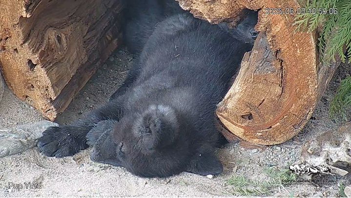 Ambassador pups can be seen live on the new pup cam