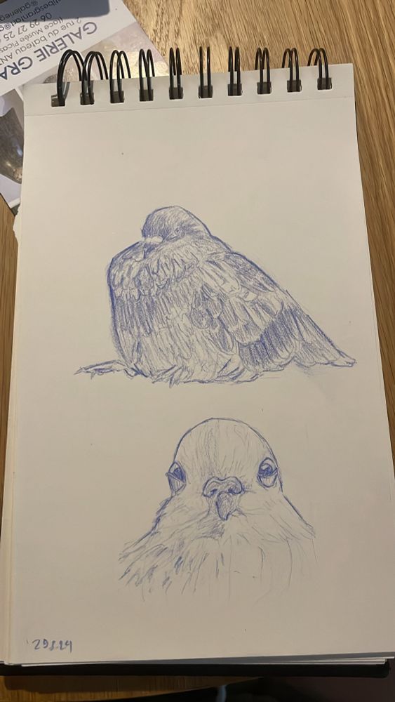 Drawing of one pigeon sitting and looking very round and fluffy. Another pigeon with only it’s head visible, looking directly into the camera.