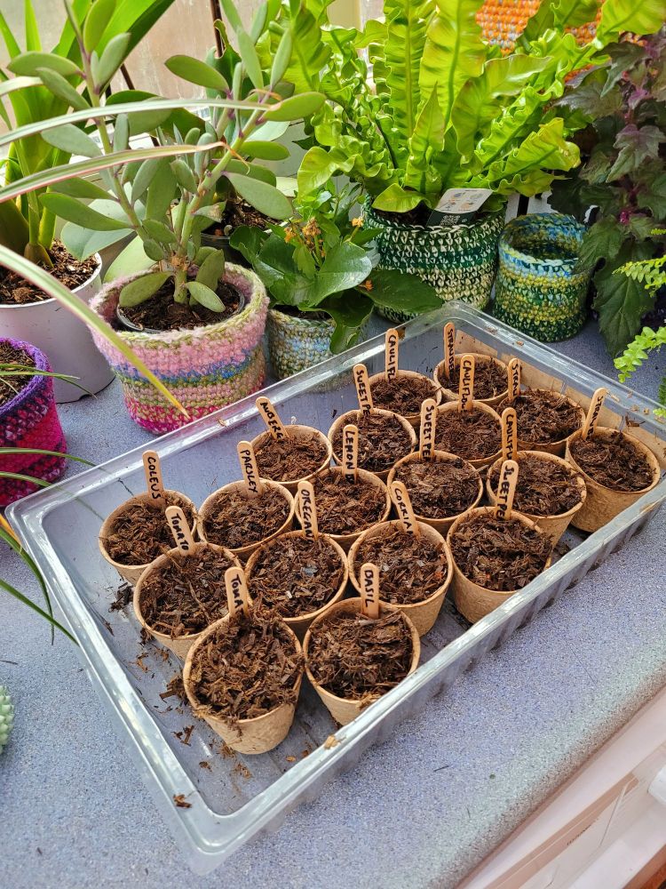 Seed pots full of soil and wooden tags. No seedlings... yet!