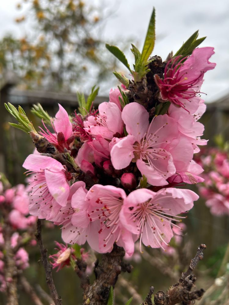 Forest pansy blossoms