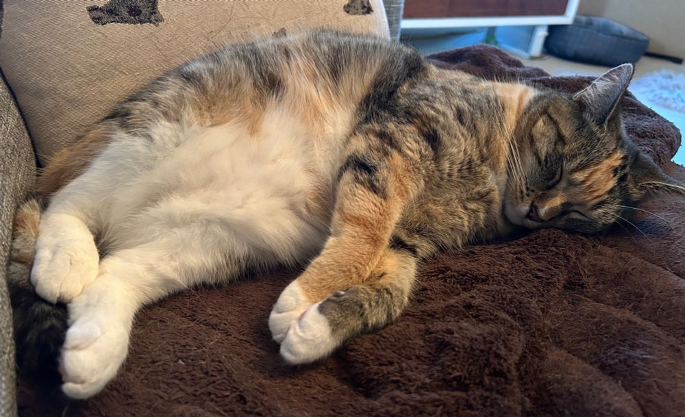 Freyja, a calico coloured cat, peacefully sleeping on a chocolate brown blanket.
