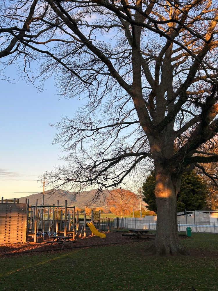 Light through the trees and on a school playground with a small mountain in the distance.
