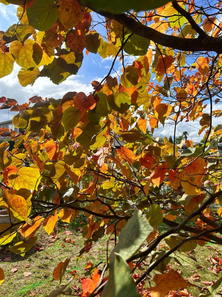 Autumn leaves on the Forest Pansy outside our living room window.