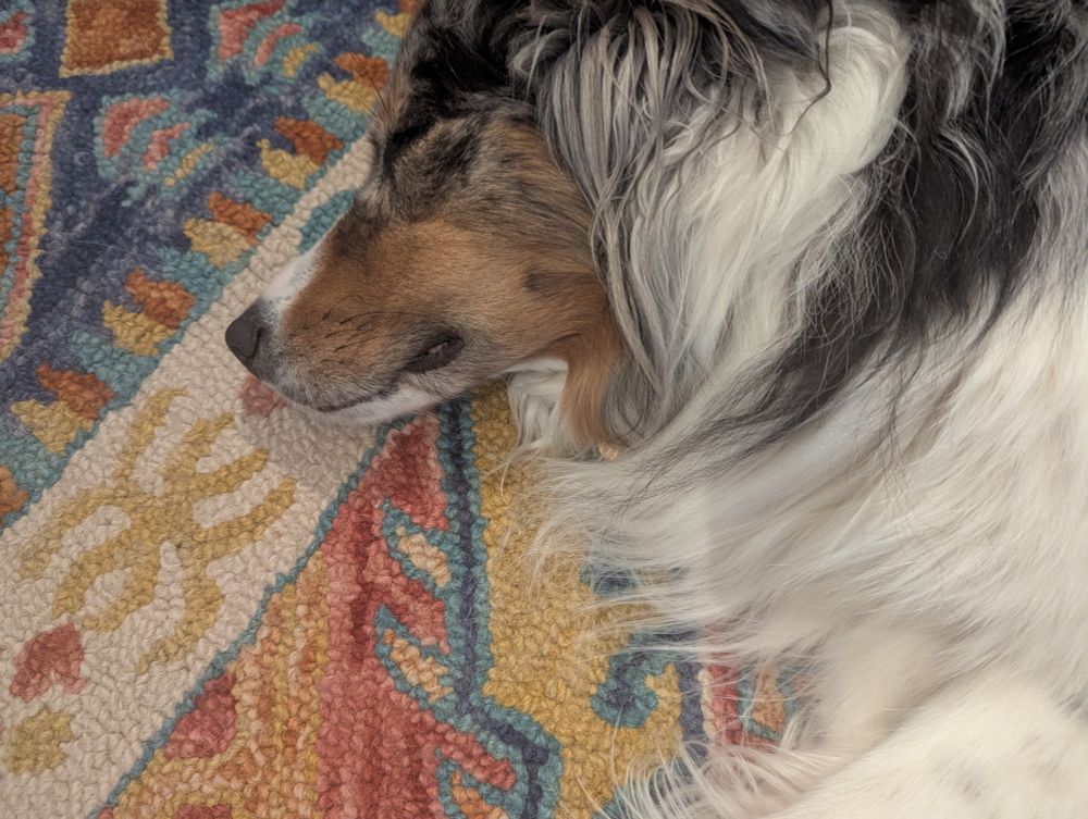 Snoring Aussie on the carpet