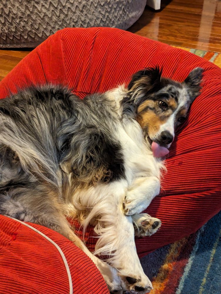 Aus shep, blue merle, with tongue out! 