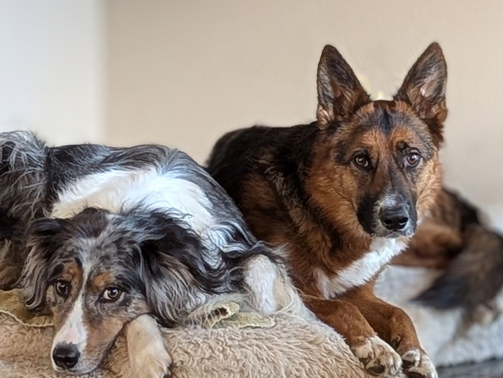 Australian shepherd and German shepherd/border collie mix staring at me, now staring at you!