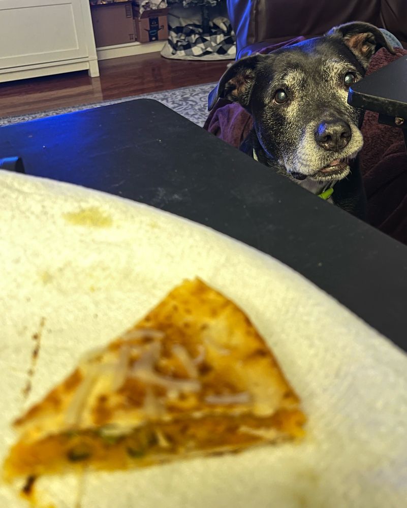 A piece of a quesadilla in the foreground. In the background is a black dog staring intensely at the quesadilla with a a hopeful expression and her lip stuck on one side.