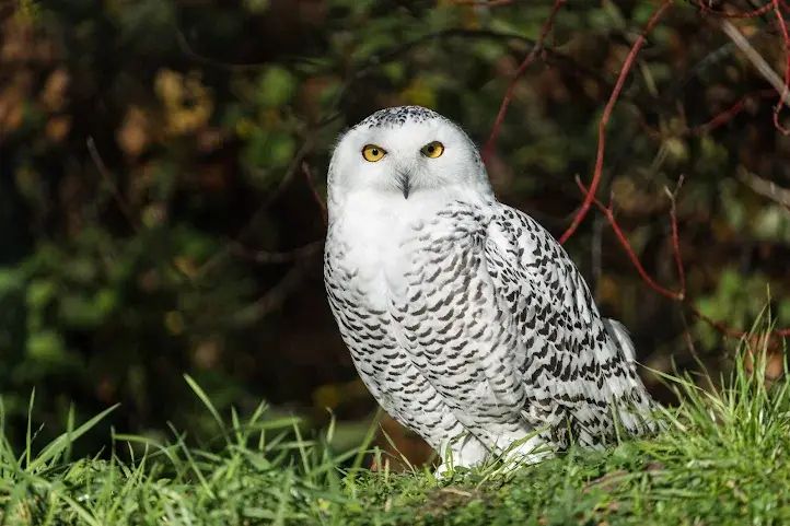 A snowy owl with striking yellow eyes sits alert on green grass in the Dählhölzli Zoo in Bern, Switzerland, surrounded by a dark, leafy background.