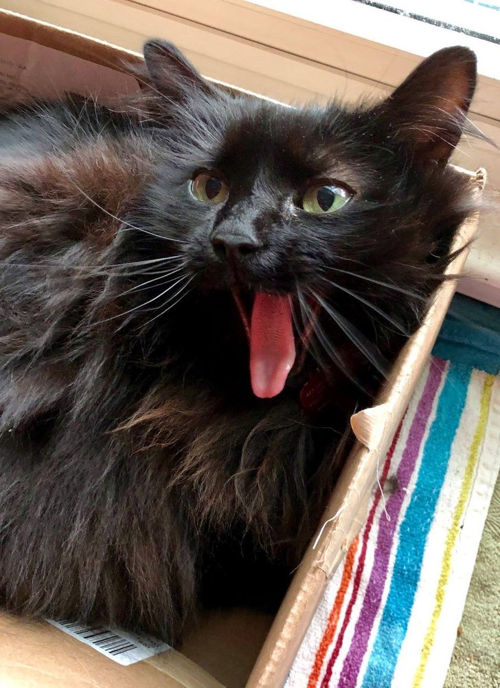 Fluffy black cat with her mouth wide open, sitting in a box.