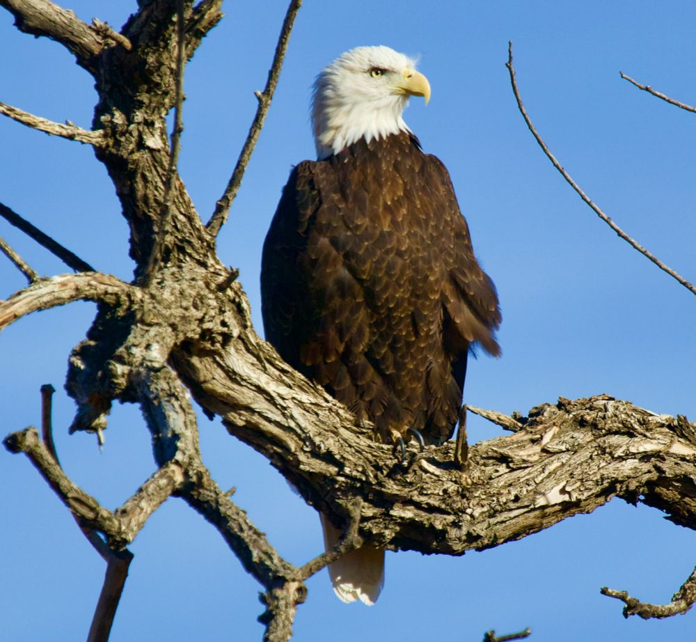 Close up of a Bald Eagle, sitting on a branch.