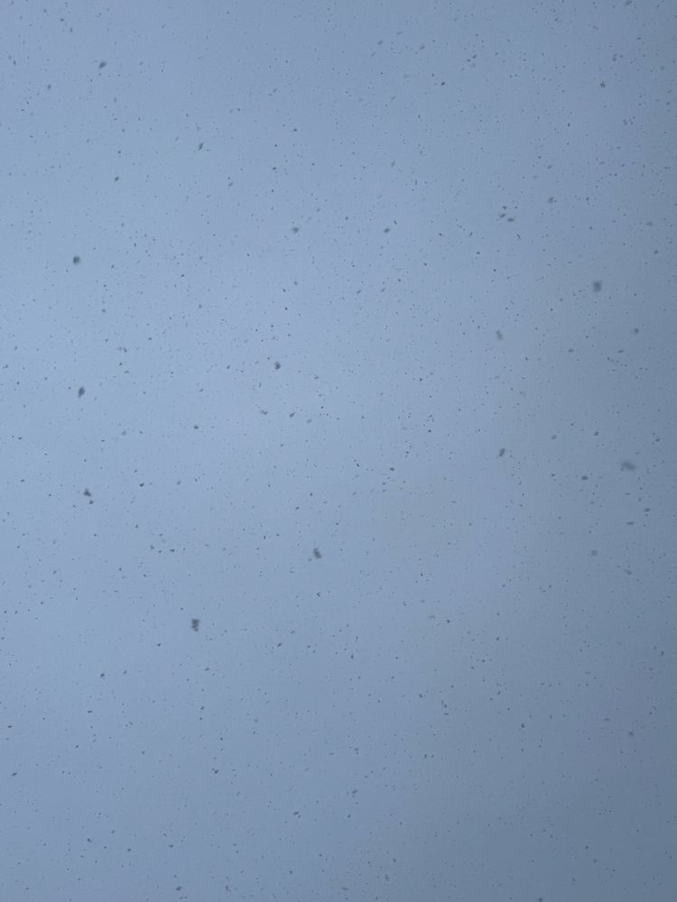 Look up at the sky of falling snow. Sky is dark grey and the snow is dark shadows. 