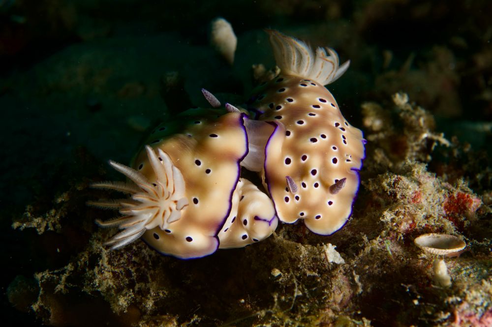 2 light orange (with purple spots and edges) nudibranchs are “snuggling”. One is facing the camera and one is facing away. 