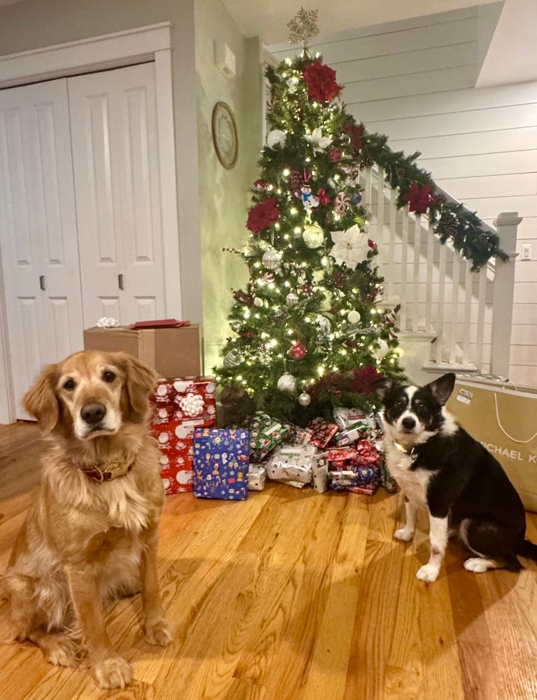 A golden retriever and a corgi-Aussie Shepard mix sitting on a wooden floor. Behind them is a lit Christmas tree with a pile of coloured presents underneath. 