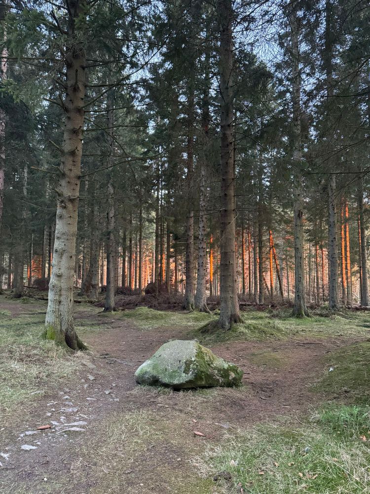 A pine forest with an orange hue behind. There is a large rock in the foreground and a path leading into the forest. 