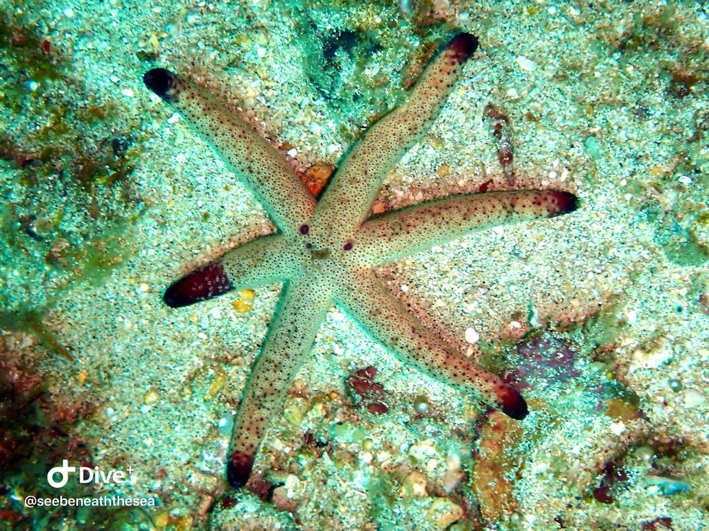 Red/brown starfish with dark tips at the end of each of 6 arms. The markings on the middle look like a smiley face. 