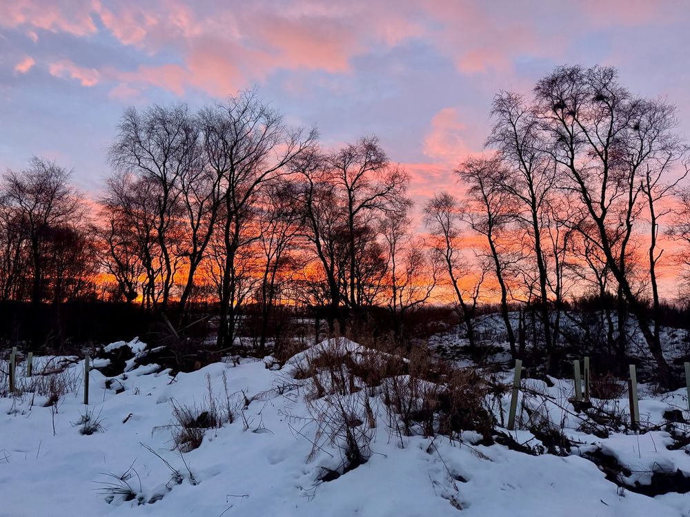 Orange/punk/red sky behind silhouette trees with snow covering the ground. 