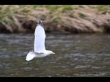 A white bird which is out of focus is flying over the top of a river. 