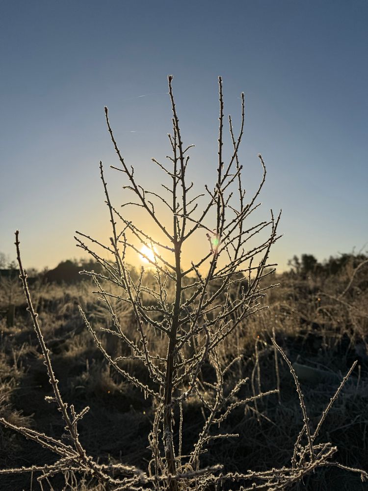 A frosted tree with the sunrise behind. 