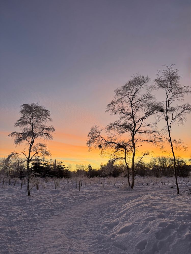 An orange and yellow sky backs silhouettes of trees with snow in the ground 