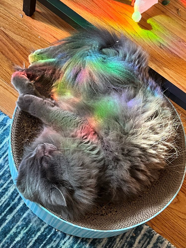 An extra fluffy grey cat curled languidly in a circular cat scratcher with window decal rainbows shining on her fur. 