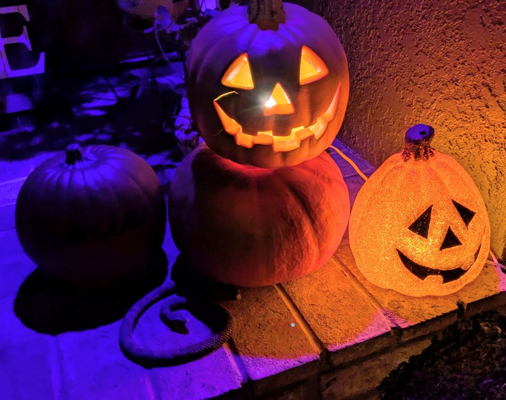 Snake eating a pumpkin.