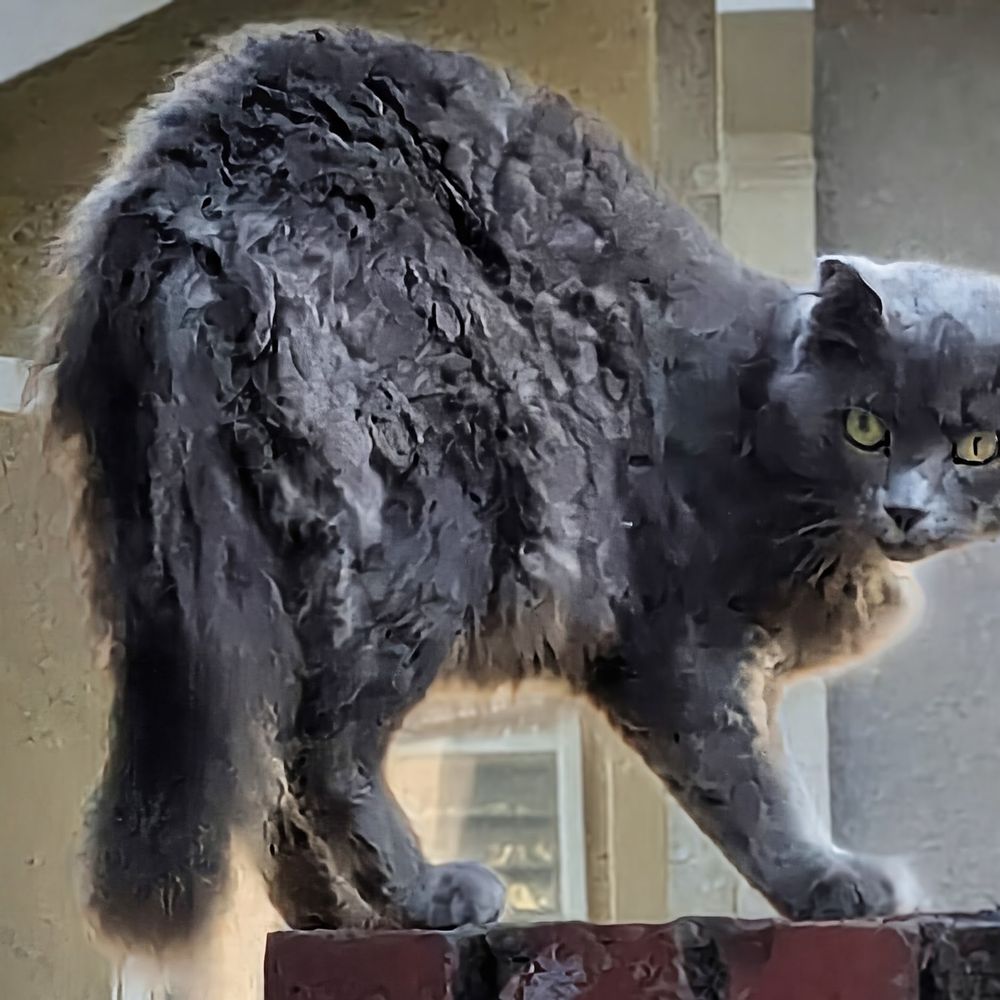 A grey cat arches in a spooky pose. 