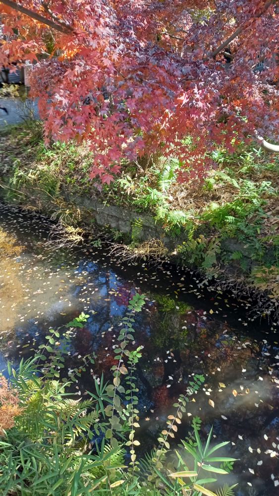 水面に映る紅葉🍁