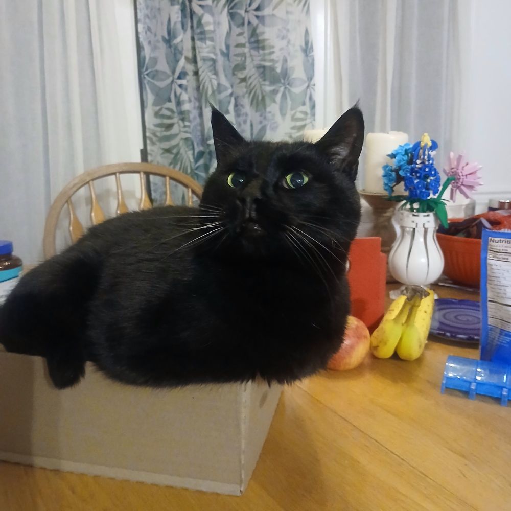 Chubby black cat stuffed into an empty ramen box with his front half draped over the edge. Later, the box will begin to flatten from his girth. 