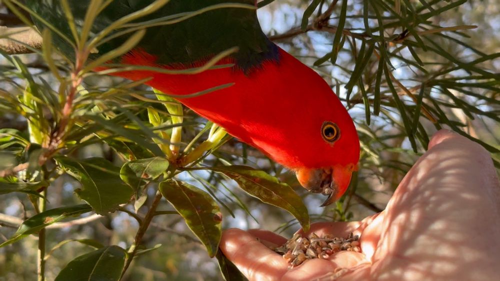 Close-up view of a male king parrot — with his bright red head and chest and yellow-ringed eye — reaching down through the leaves of a banksia branch to eat mixed bird seed from an outstretched human hand.