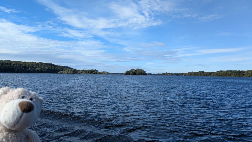 Bear on 5-lakes-boat-tour