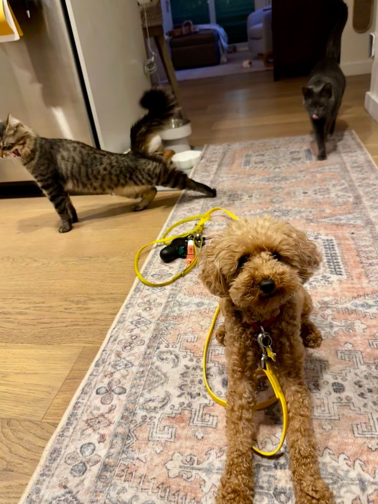 Toy poodle in foreground sitting while two cats approaching from behind. 