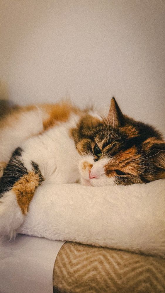A calico cat is lying on a soft, white surface, resting with its eyes partially open and its head on the edge of the blankets.