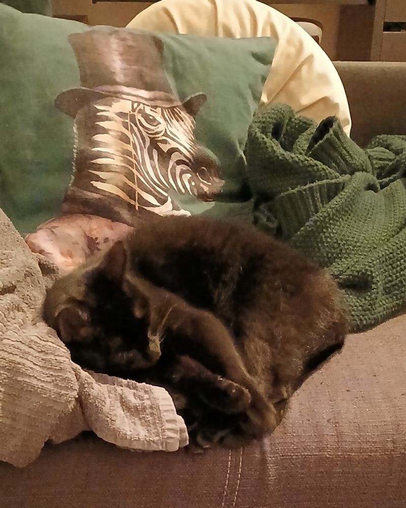 schwarze Katze liegt zudammengerollt auf einem grauen Sofa zwischen einer grünen und einer grauen Decke. Dahinter lehnen 2 Kissen, auf einem grünen Kissen ist ein Zebra mit Monokel und Zylinder abgebildet.dahinter ein rundes gelbes.