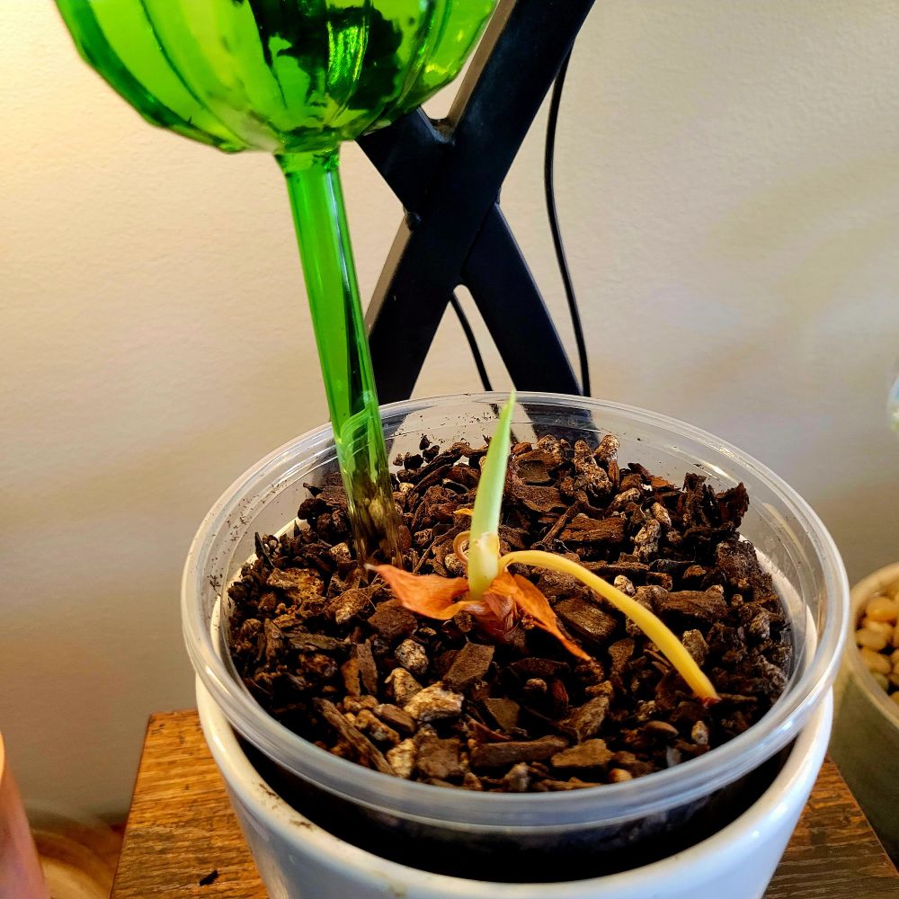 This is some sort of Alocasia, I have another little piece of dead stem that I need to cut off, other than that you see a very healthy stem growing in. 