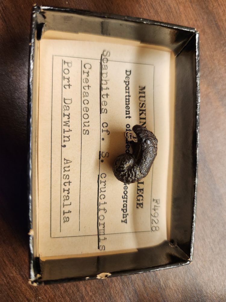 Heteromorphic ammonite in a specimen tray. Small and black, most of the phragmocone is coiled normally in an involute spiral, one whorl almost entirely overlapping previous whorls, with closely packed crenulated septa defining the camerae. Then ... it all comes undone. The last chamber detaches from the spiral, giving it the appearance of the letter g. 
Label: "Scaphites c.f. S. cruciformis
Cretaceous 
Port Darwin, Australia."