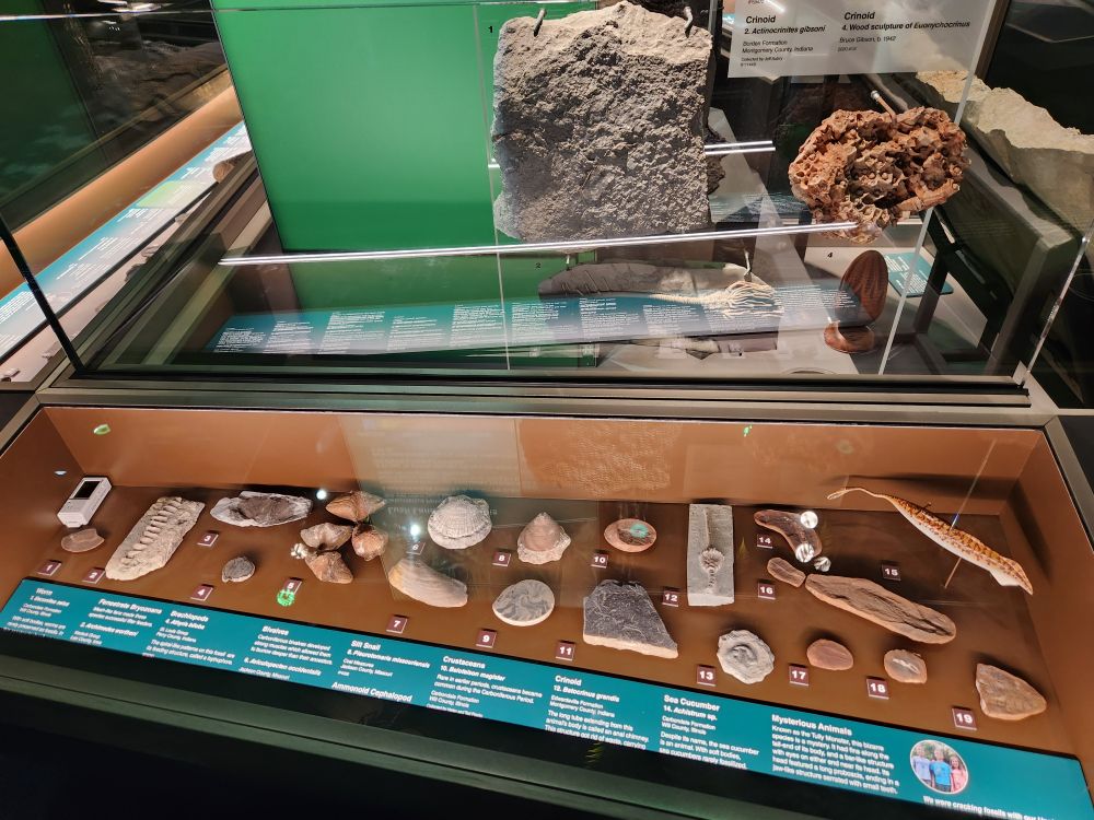 A display of Carboniferous fossils at the Cincinnati Museum Center, including Tullimonstrum on the far right.