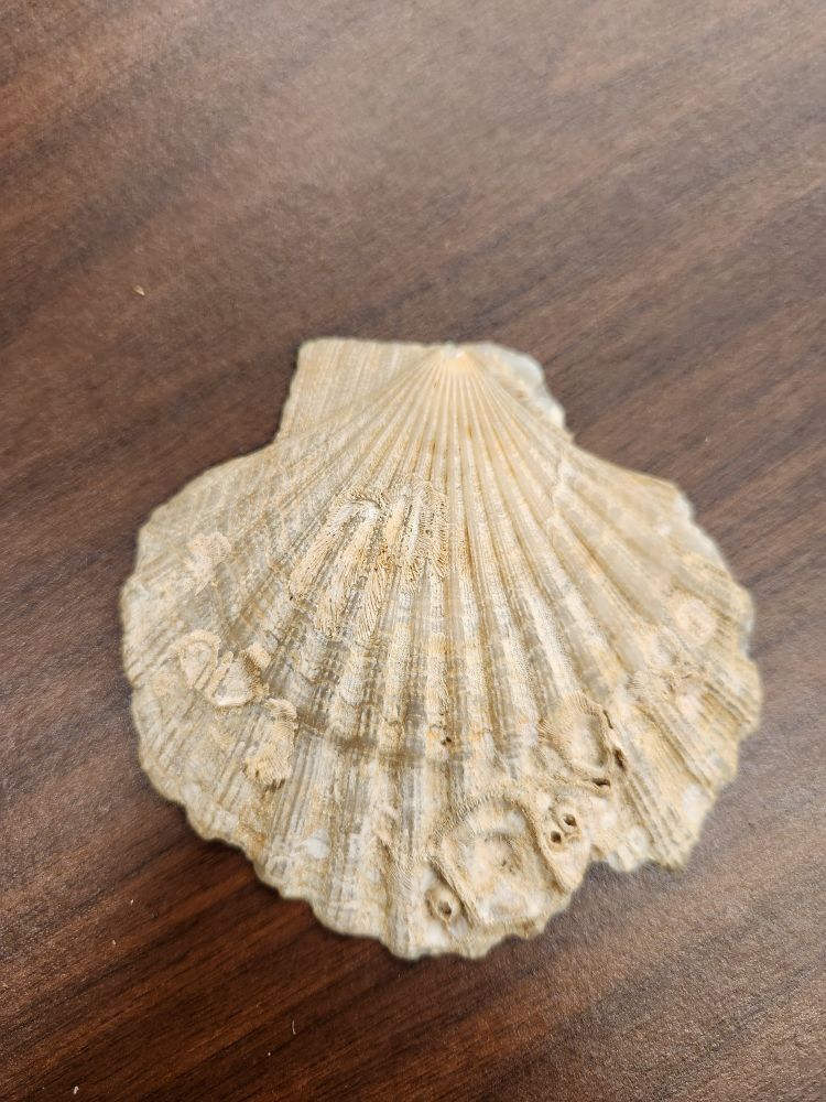Scallop and epibionts, including barnacles and bryozoans. 