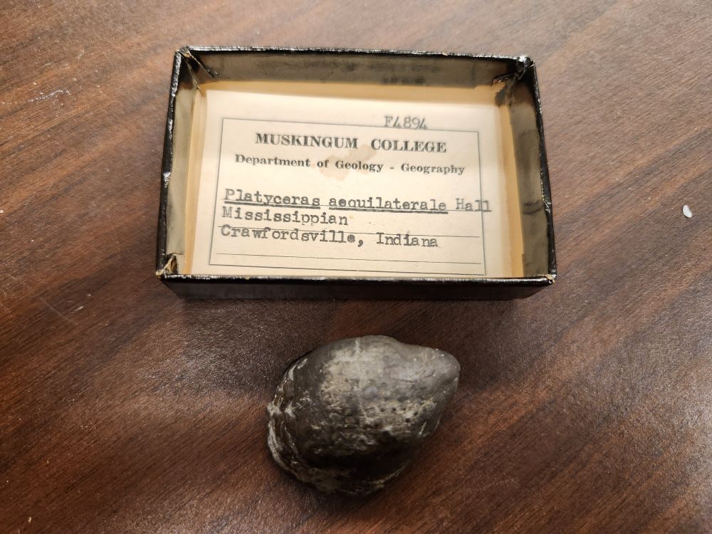 A black fossil gastropod shell resembling a horn-of-plenty, but wide. This is the dorsal surface, a tapered ovoid form. Label: 
"Platyceras aequilaterale Hall
Mississippian 
Crawfordsville, Indiana"
