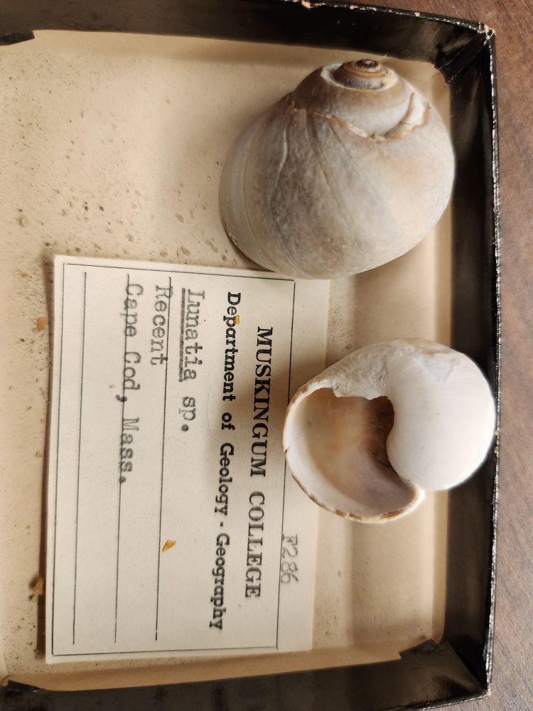 Moon snails, Lunatia sp. Cape Cid, MA.